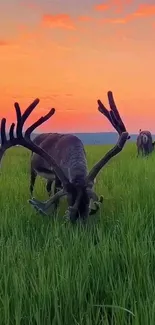 Majestic deer grazing in a sunset-lit field.