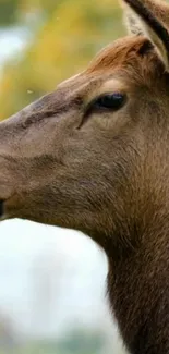 Profile of a deer in a peaceful nature setting.