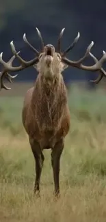 A majestic deer with antlers stands in a green field.