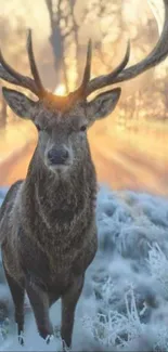 Majestic deer in frosty winter landscape with morning sunlight.