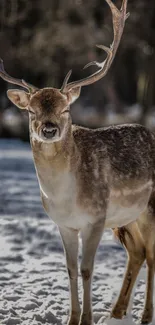 Majestic deer standing in a snowy landscape with antlers.