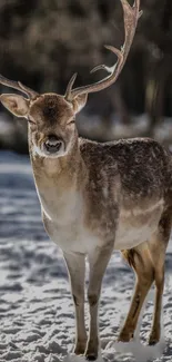 Majestic deer standing in a snowy winter landscape.