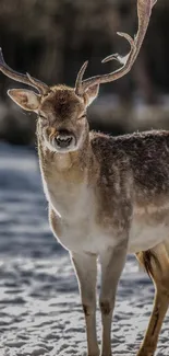 Majestic deer standing in snowy landscape with soft light.