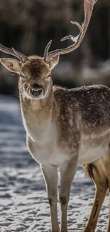 Majestic deer standing in snowy landscape with deep antlers.