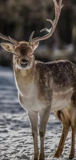 A majestic deer stands in a snowy winter landscape with soft natural light.