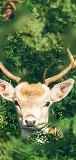 Majestic deer amongst lush green foliage for mobile wallpaper.