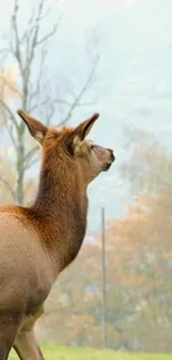 Serene autumn wallpaper featuring a deer in a peaceful forest setting.