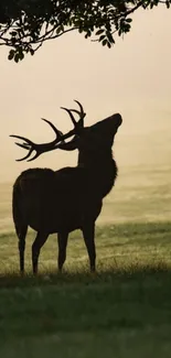 Majestic deer standing under a tree at dawn.