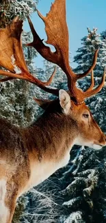 Majestic deer in snowy winter forest, with blue sky background.