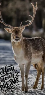 Majestic deer on snow with 'Follow Your Dreams' text in winter scene.