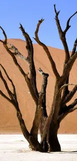 Lone tree stands in desert landscape with sand dunes in the background.