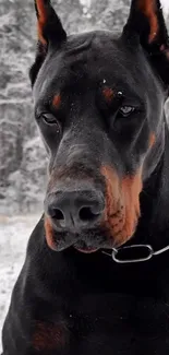 Majestic Doberman standing in snowy forest landscape.