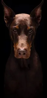 Majestic Doberman on a dark background, perfect for smartphone wallpaper.