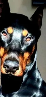 Majestic Doberman with black and tan hues in a captivating portrait.