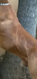 Dog standing against a tree with textured bark.