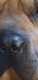 Close-up of a majestic dog's face in high definition.