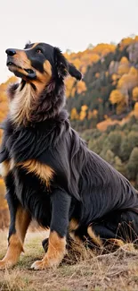 Majestic dog sitting in an autumn landscape with golden trees.