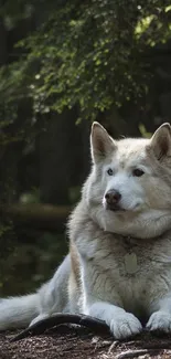 Majestic dog resting in a peaceful forest setting.