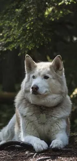 Majestic dog resting in a peaceful forest setting.