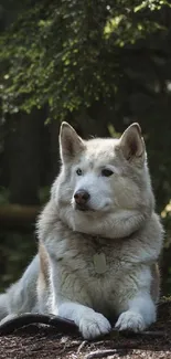 Majestic dog relaxing in a lush, green forest setting.