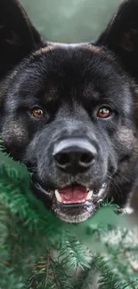 Black dog peeking through lush green forest, vibrant and serene.