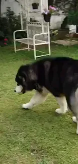 Large dog walking in a lush green garden.