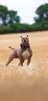 Majestic dog standing confidently in a vast field.