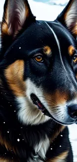 Black and tan dog standing in snowy mountain landscape.