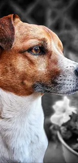 Close-up portrait of a serene brown and white dog in an outdoor setting.