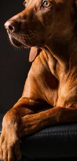 Majestic dog with a brown coat, resting gracefully on a dark background.