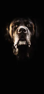 Majestic dog face in dark portrait wallpaper.