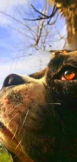 Close-up view of a dog's face against a blue sky.