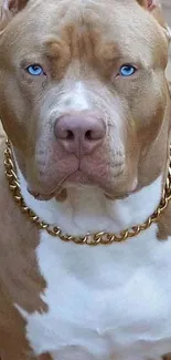 Majestic brown pit bull with blue eyes and a gold chain.