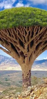 Dragon's blood tree against a blue sky landscape mobile wallpaper.