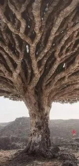 Dragon Blood Tree under vast sky with unique branches.