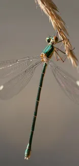 Close-up of dragonfly perched on wheat grain.