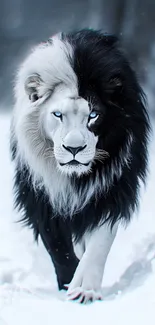 Majestic dual-toned lion walking through snow.