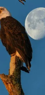 Eagle perched on a branch with a moonlit sky background.