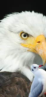 Close-up of a majestic bald eagle with a seagull in foreground.