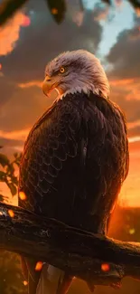 Majestic eagle perched with sunset background.