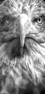 Majestic black and white eagle close-up wallpaper.