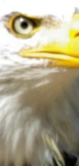 Close-up of a majestic eagle with sharp eye and detailed white feathers.