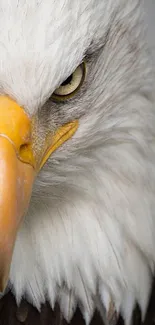 Close-up of a majestic eagle with a focused gaze and vibrant feathers.