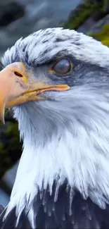 Majestic eagle close-up on a mossy perch.