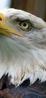 Close-up of a majestic bald eagle with detailed feathers and intense gaze.