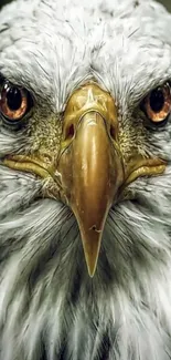 Close-up of a majestic bald eagle's face in high detail.