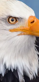 Close-up of a bald eagle with sharp gaze and vivid orange beak.