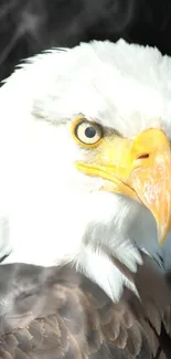 Majestic bald eagle with a striking gaze and vibrant white feathers.