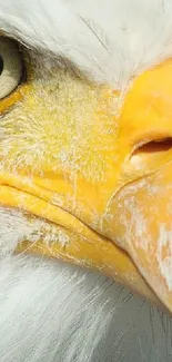 Close-up of a majestic bald eagle's face showing intricate details.