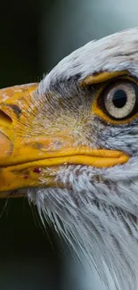 Close-up of a majestic eagle's face with vivid detail and colors.